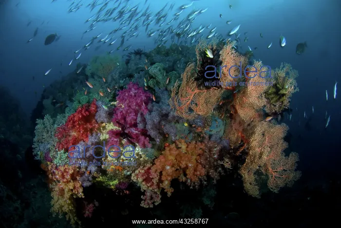  : Indonesia, Papua, Raja Ampat. Scenic of