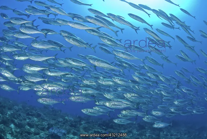 : Indonesia, Papua, Raja Ampat. Schooling : Indonesia, Papua, Raja Ampat. Schooling