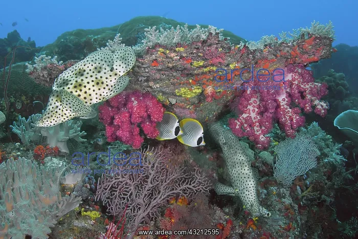 : Indonesia, Papua, Raja Ampat, SE Misool : Indonesia, Papua, Raja Ampat, SE Misool