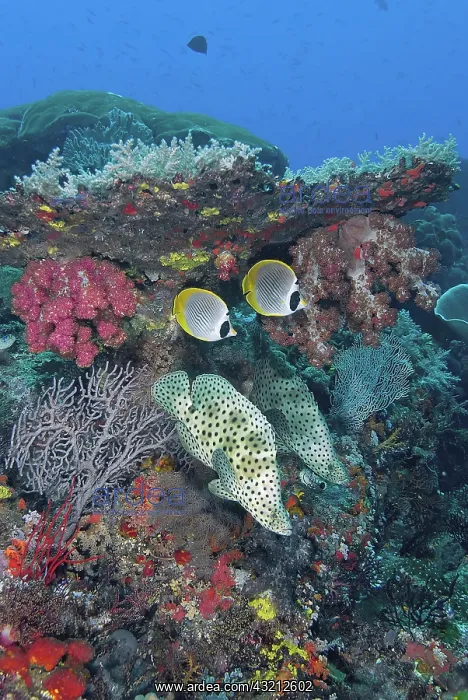 : Indonesia, Papua, Raja Ampat, SE Misool : Indonesia, Papua, Raja Ampat, SE Misool