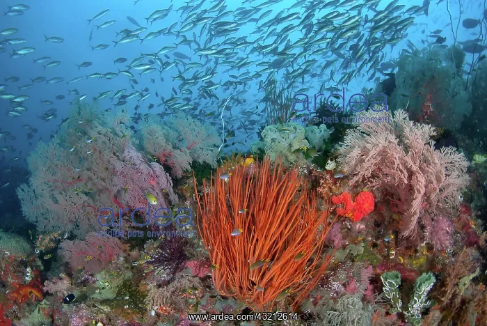 : Indonesia, Papua, Raja Ampat, SE Misool : Indonesia, Papua, Raja Ampat, SE Misool