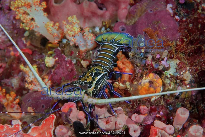 : Indonesia, Papua, Raja Ampat, SE Misool : Indonesia, Papua, Raja Ampat, SE Misool