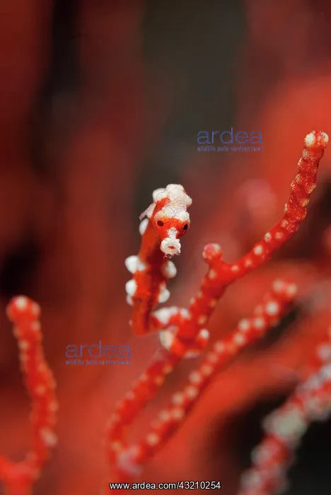 : Indonesia, Papua, Raja Ampat. Seahorse turns : Indonesia, Papua, Raja Ampat. Seahorse turns
