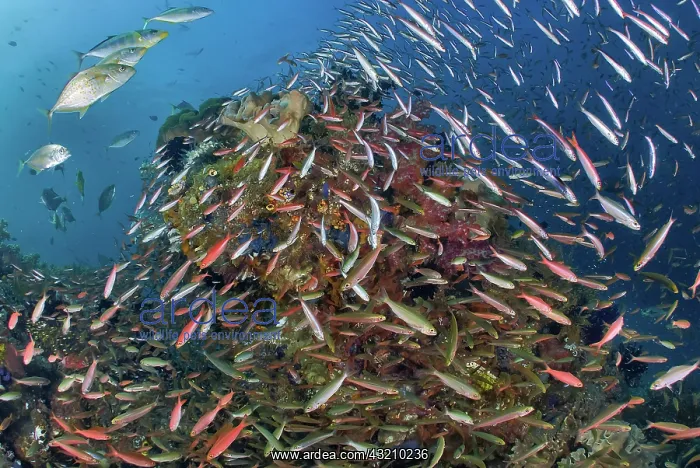 : Indonesia, Papua, Raja Ampat. Underwater : Indonesia, Papua, Raja Ampat. Underwater