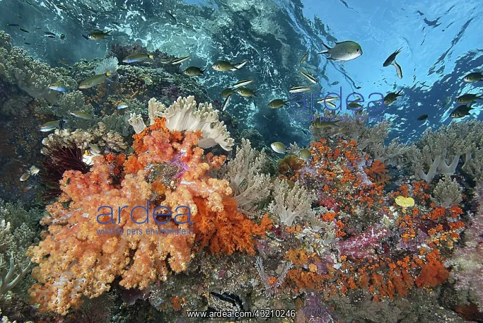 : Indonesia, Papua, Raja Ampat. Underwater : Indonesia, Papua, Raja Ampat. Underwater