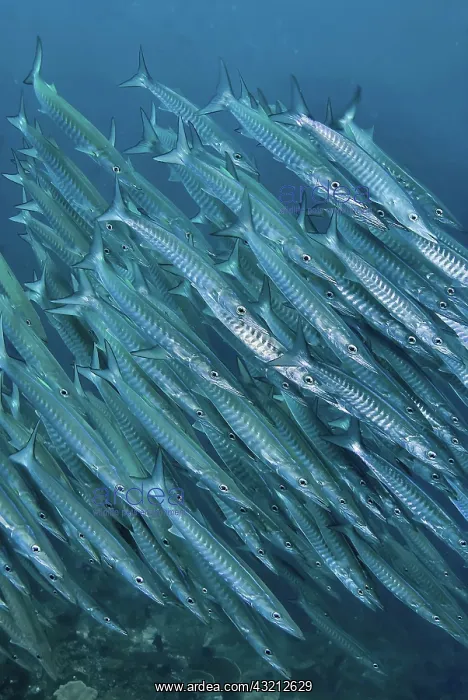 : Indonesia, Papua, Raja Ampat. Underwater : Indonesia, Papua, Raja Ampat. Underwater