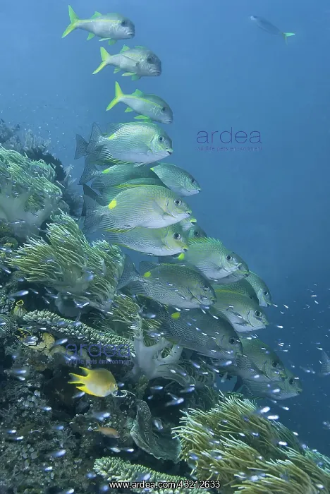 : Indonesia, Papua, Raja Ampat. Underwater : Indonesia, Papua, Raja Ampat. Underwater