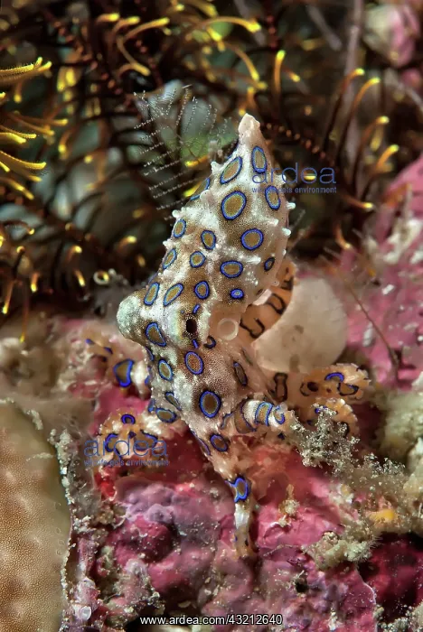 : Indonesia, Papua, Raja Ampat. Underwater : Indonesia, Papua, Raja Ampat. Underwater