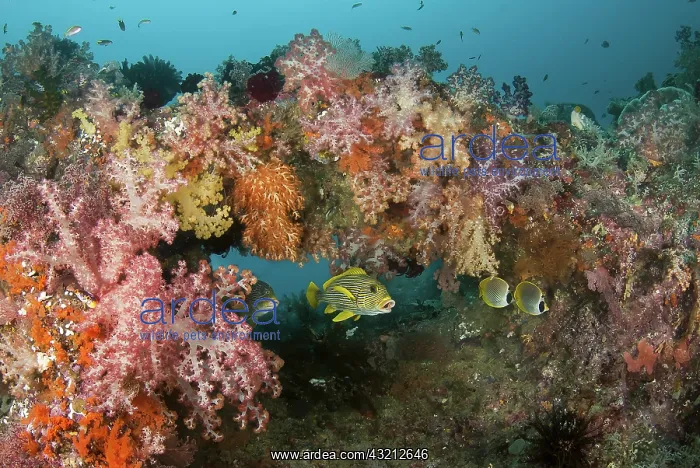 : Indonesia, Papua, Raja Ampat. Underwater : Indonesia, Papua, Raja Ampat. Underwater