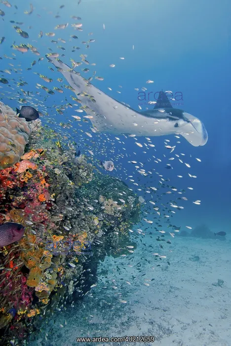 : Indonesia, Papua, Raja Ampat. Underwater : Indonesia, Papua, Raja Ampat. Underwater