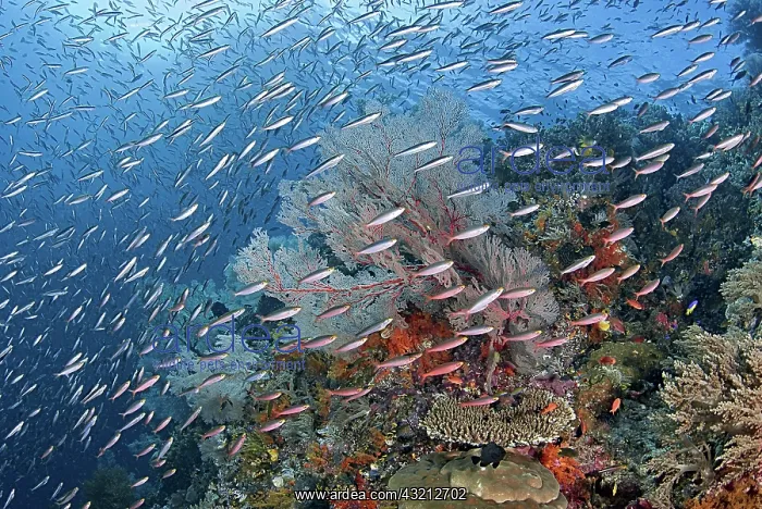 : Indonesia, Papua, Raja Ampat. Underwater : Indonesia, Papua, Raja Ampat. Underwater