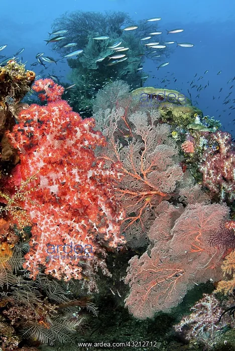 : Indonesia, Papua, Raja Ampat. Underwater