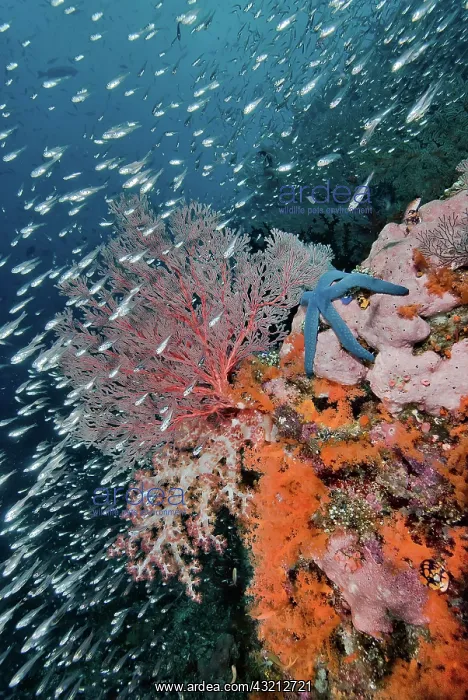 : Indonesia, Papua, Raja Ampat. Underwater : Indonesia, Papua, Raja Ampat. Underwater