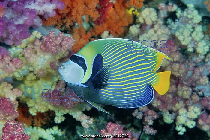 : Indonesia, Papua, Raja Ampat. Underwater : Indonesia, Papua, Raja Ampat. Underwater