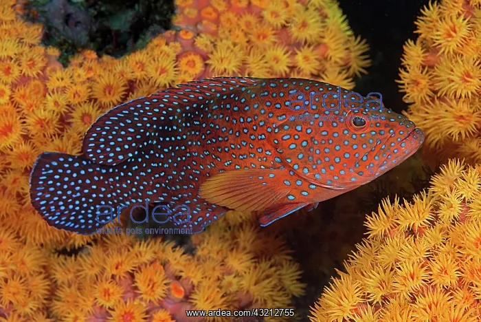 : Indonesia, Papua, Raja Ampat. Underwater : Indonesia, Papua, Raja Ampat. Underwater