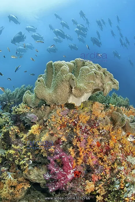 : Indonesia, Papua, Raja Ampat. Underwater : Indonesia, Papua, Raja Ampat. Underwater