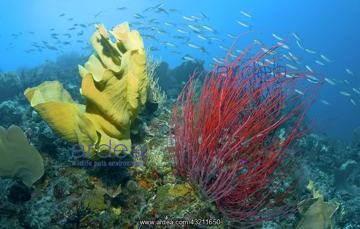 : Indonesia, Raja Ampat : Indonesia, Raja Ampat