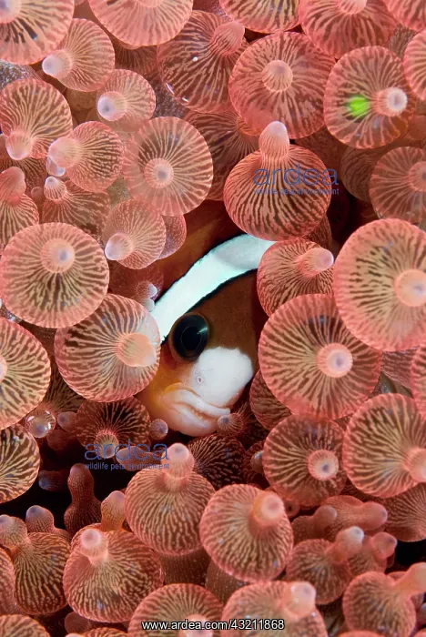  : Indonesia, Raja Ampat. A Clark's anemonefish