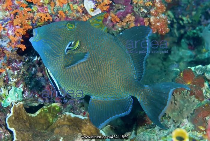  : Indonesia, Raja Ampat. Cleaner wrasse fish