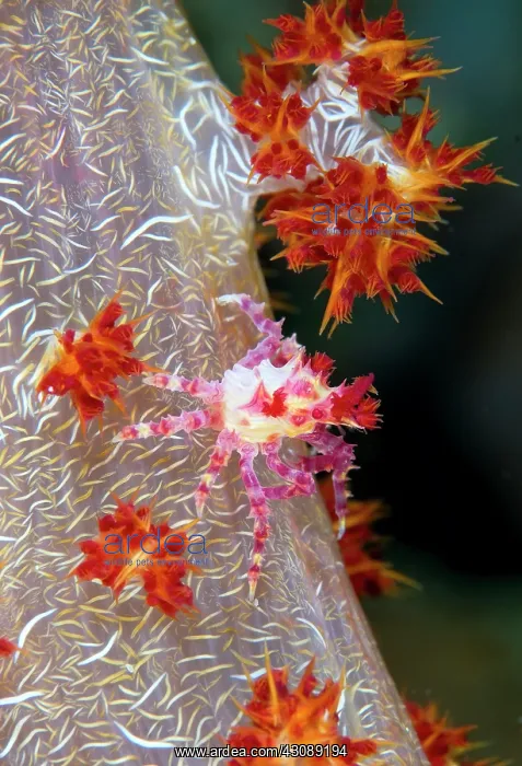 : Indonesia, Raja Ampat. Close-up of decorator : Indonesia, Raja Ampat. Close-up of decorator
