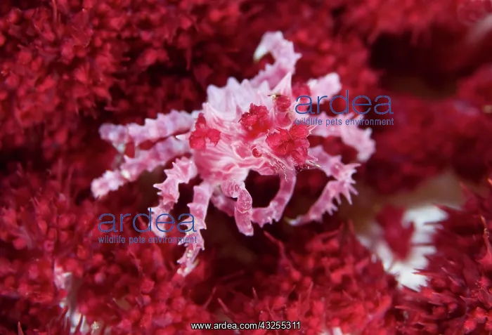 : Indonesia, Raja Ampat. Close-up of decorator : Indonesia, Raja Ampat. Close-up of decorator