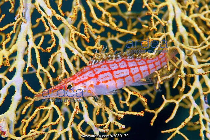 : Indonesia, Raja Ampat. Close-up of hawkfish : Indonesia, Raja Ampat. Close-up of hawkfish