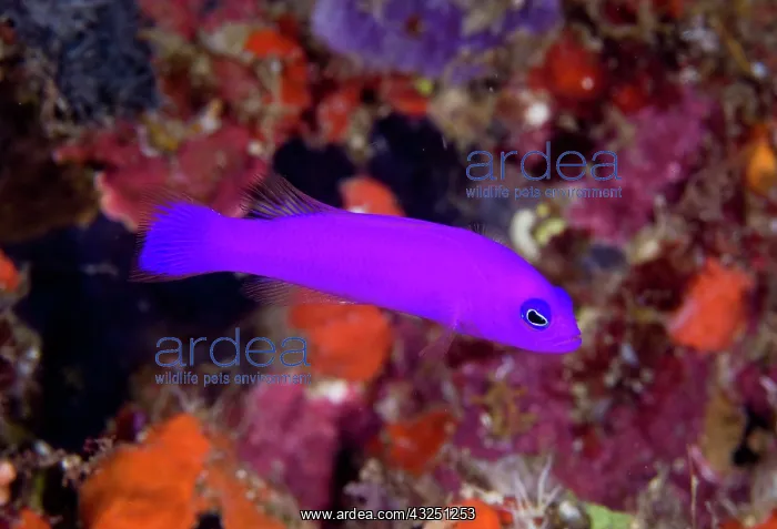 : Indonesia, Raja Ampat. Close-up of a magenta : Indonesia, Raja Ampat. Close-up of a magenta