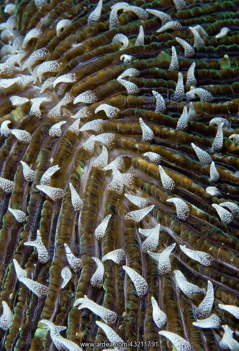 : Indonesia, Raja Ampat. Close-up of mushroom : Indonesia, Raja Ampat. Close-up of mushroom