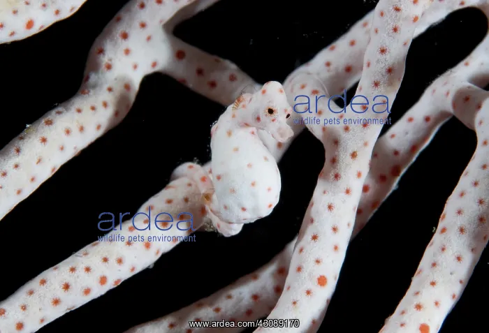 : Indonesia, Raja Ampat. Close-up of pygmy : Indonesia, Raja Ampat. Close-up of pygmy