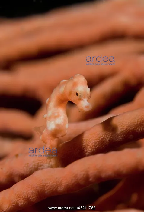 : Indonesia, Raja Ampat. Close-up of pygmy : Indonesia, Raja Ampat. Close-up of pygmy