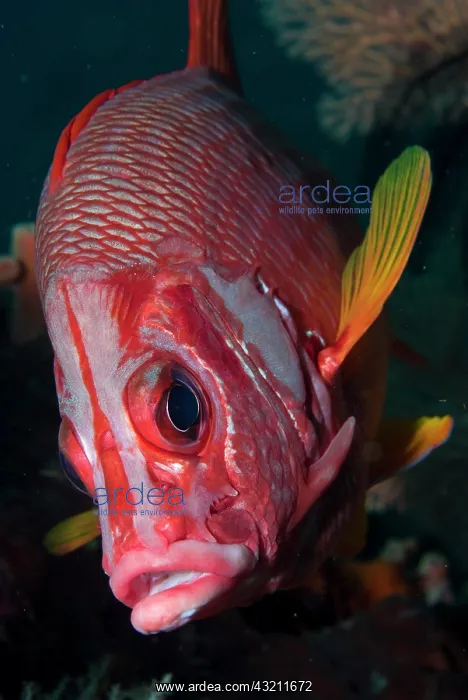 : Indonesia, Raja Ampat. Close-up of squirrelfish : Indonesia, Raja Ampat. Close-up of squirrelfish