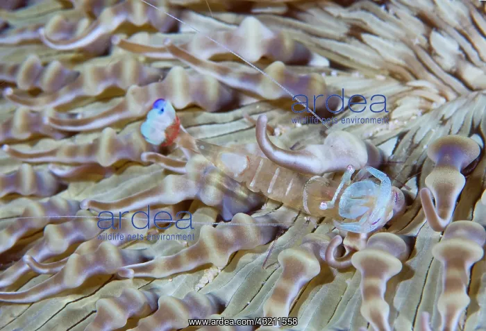 : Indonesia, Raja Ampat. This commensal shrimp : Indonesia, Raja Ampat. This commensal shrimp