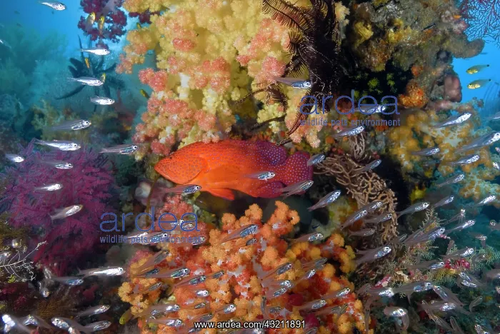 : Indonesia, Raja Ampat. A coral trout fish : Indonesia, Raja Ampat. A coral trout fish