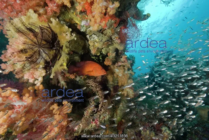  : Indonesia, Raja Ampat. A coral trout fish