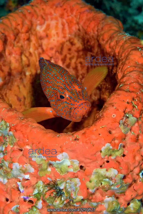 : Indonesia, Raja Ampat. A coral trout hides : Indonesia, Raja Ampat. A coral trout hides