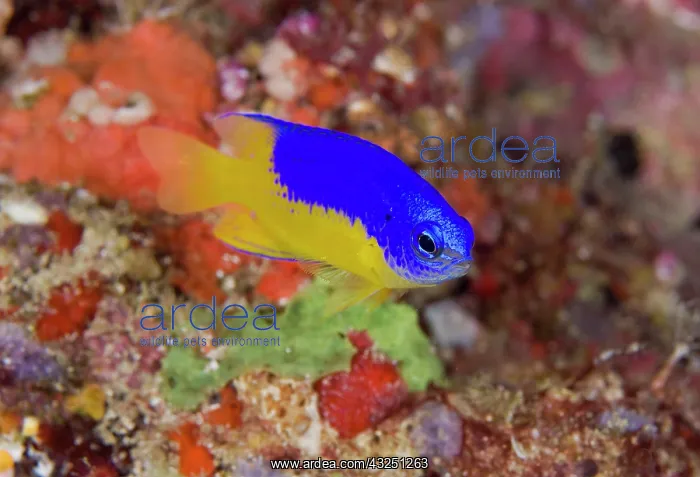: Indonesia, Raja Ampat. Damselfish swims : Indonesia, Raja Ampat. Damselfish swims