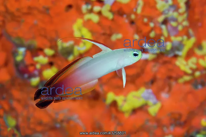 : Indonesia, Raja Ampat. A fire goby swims : Indonesia, Raja Ampat. A fire goby swims