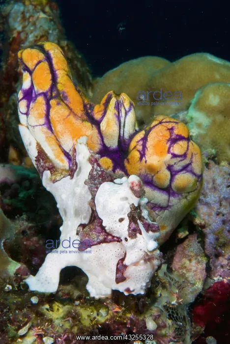 : Indonesia, Raja Ampat. Frogfish mimics the : Indonesia, Raja Ampat. Frogfish mimics the