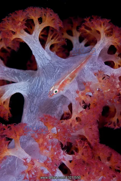 : Indonesia, Raja Ampat. This goby fish is : Indonesia, Raja Ampat. This goby fish is