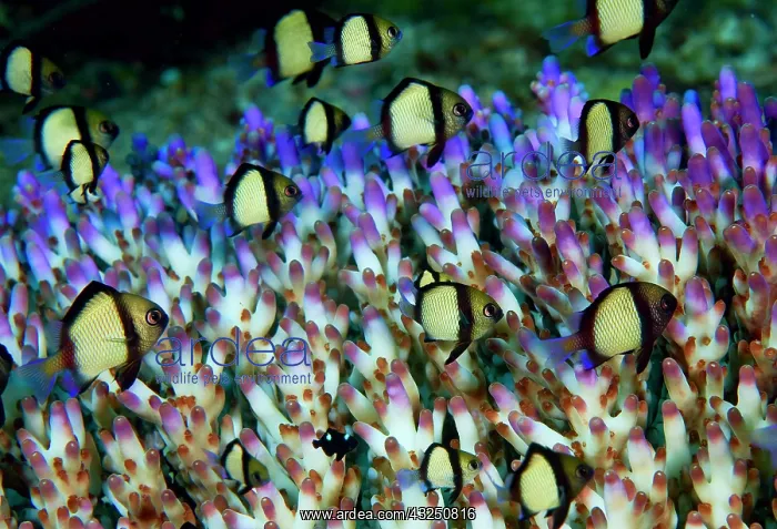 : Indonesia, Raja Ampat. Humbug fish seek : Indonesia, Raja Ampat. Humbug fish seek