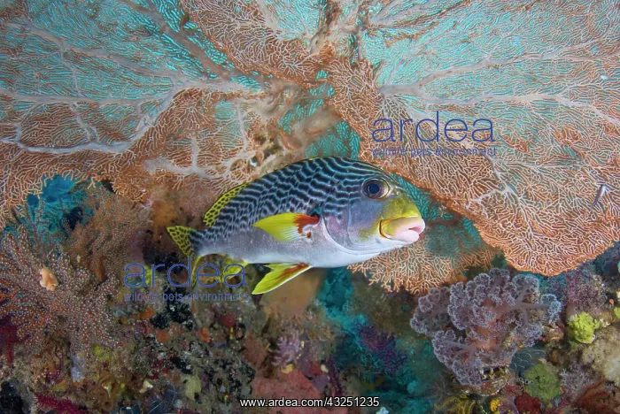: Indonesia, Raja Ampat. A lined sweetlip : Indonesia, Raja Ampat. A lined sweetlip