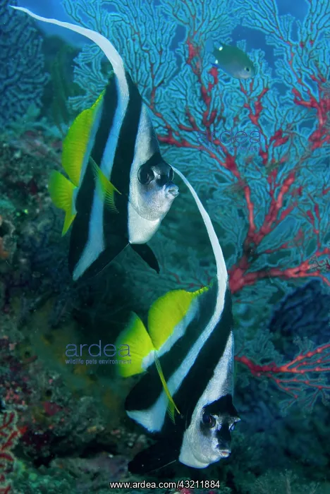 : Indonesia, Raja Ampat. Two longfin bannerfish : Indonesia, Raja Ampat. Two longfin bannerfish