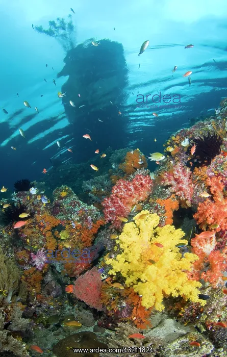 : Indonesia, Raja Ampat, Misool, Boo Islands : Indonesia, Raja Ampat, Misool, Boo Islands