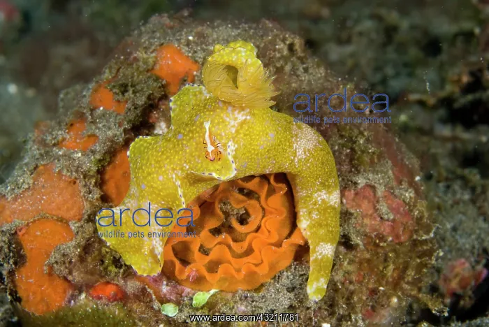 : Indonesia, Raja Ampat. A nudibranch is host : Indonesia, Raja Ampat. A nudibranch is host