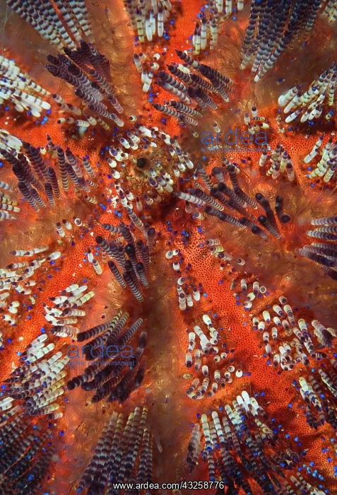 : Indonesia, Raja Ampat. Overview of colorful : Indonesia, Raja Ampat. Overview of colorful