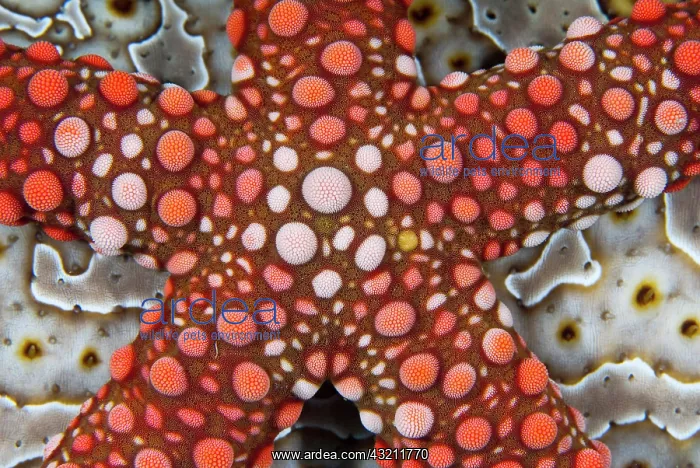 : Indonesia, Raja Ampat. Partial view of colorful : Indonesia, Raja Ampat. Partial view of colorful