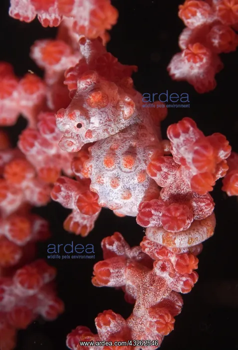 : Indonesia, Raja Ampat. A pygmy seahorse : Indonesia, Raja Ampat. A pygmy seahorse