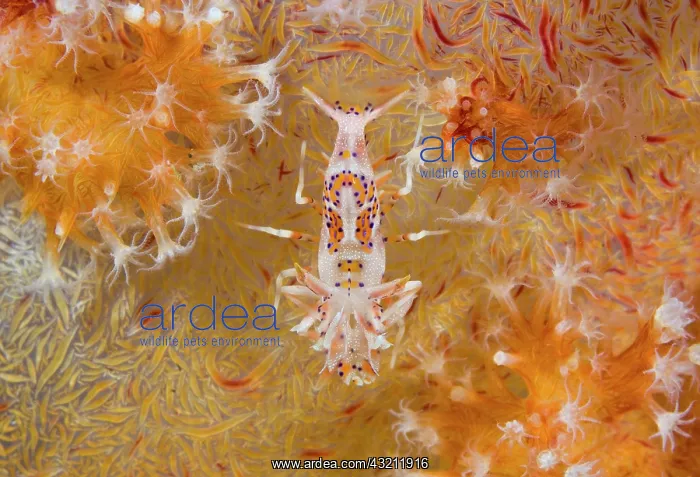 : Indonesia, Raja Ampat. Rarely seen tiger : Indonesia, Raja Ampat. Rarely seen tiger