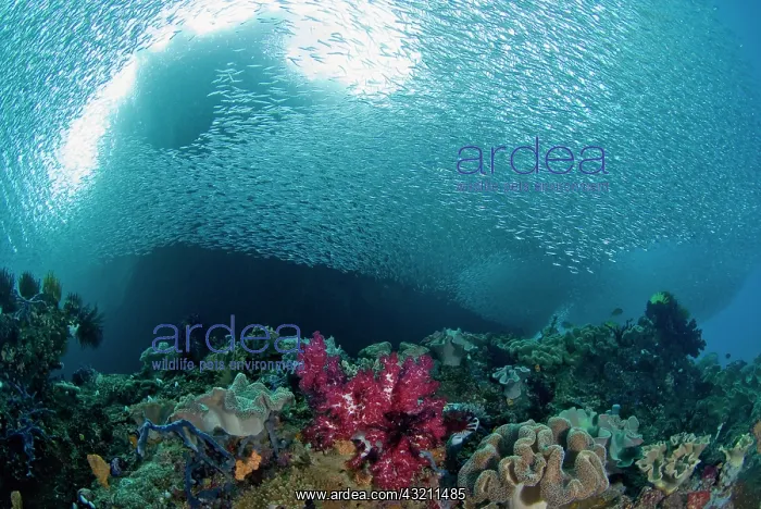 : Indonesia, Raja Ampat. School of silvery : Indonesia, Raja Ampat. School of silvery