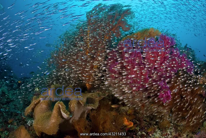  : Indonesia, Raja Ampat. School of silvery